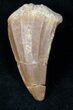 Bargain Fossil Mosasaurus Tooth #12737-1